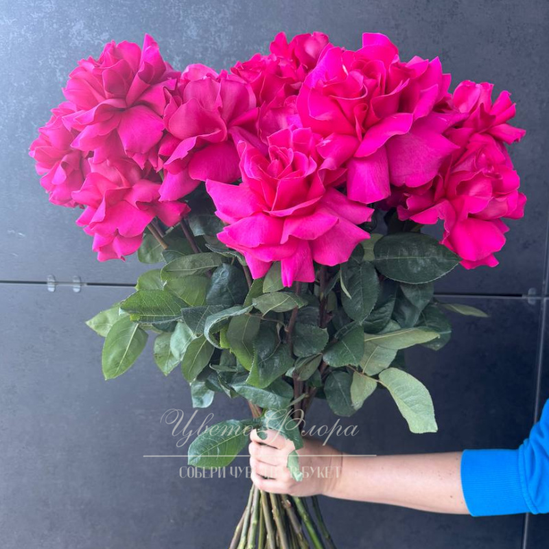 Роза Пинк Флойд 25 шт 1