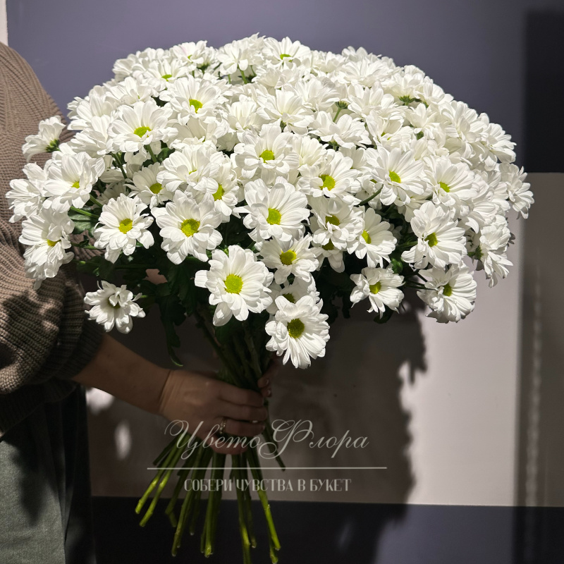 Хризантема кустовая Бакарди 1