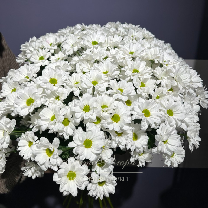 Хризантема кустовая Бакарди