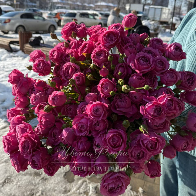 Кустовая пионовидная роза Марвелос Баблз